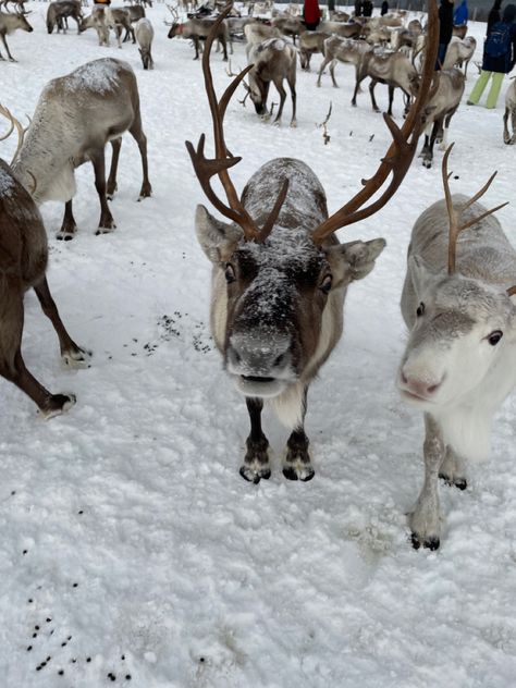 Christmas Dreaming, Winter Princess, I Love Winter, Christmas Feeling, Winter Animals, Warm Christmas, Snow Angels, Christmas Wonderland, Silly Animals