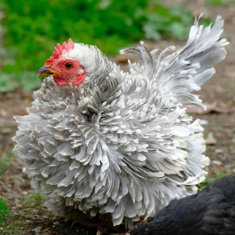 Frizzle Chicken: Eggs, Height, Size and Raising Tips Chicken Coop Decor Ideas, Hen Photography, Unique Chicken Coop, Chicken Coop Decorations, Cochin Bantam, Frizzle Chickens, Chicken Coop Plans Free, Coop Decor, Chicken Accessories