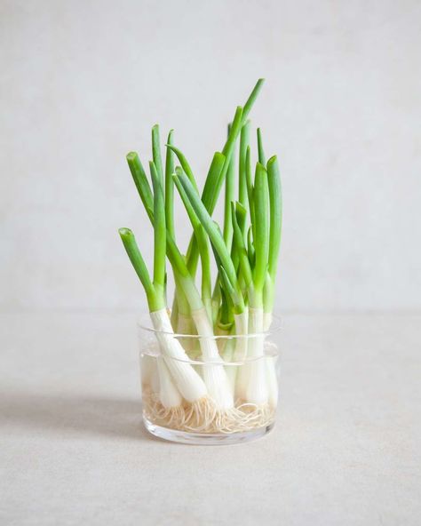 How to Regrow Spring Onions Balsamic Pearls, Idli Sambar, Natural Sources Of Protein, Lemon Soup, Making Yogurt, Make Cream Cheese, Baking Basics, Dairy Alternatives, Coconut Chutney