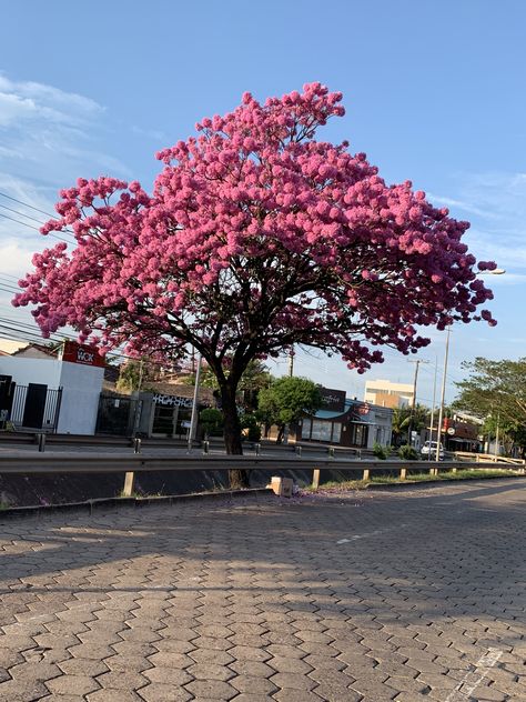 Bolivia Santa Cruz, Santa Cruz Bolivia, Childhood Aesthetic, Travelling Ideas, Miami Travel, Garden Trees, Real Beauty, Bolivia, Loki