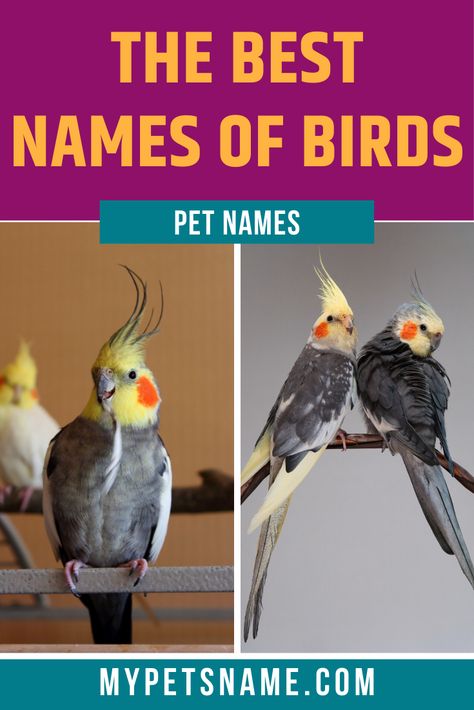 Pet Bird Names, Bird Names, Parakeet Names, Birds Name List, Animals Name List, Cool Pet Names, Types Of Pet Birds, Cute Animal Names, Names Of Birds