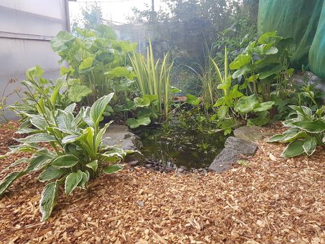 This is a wildlife pond at my allotment I built a couple of years ago The frog's newts and all sorts of other wildlife love it. Starting to really look mature now. a nice relaxing place for a cuppa. What do you think? Small Wildlife Pond Ideas, Allotment Pond, Garden Ponds Ideas, Backyard Nook, Pond Inspiration, Mum Garden, Wildlife Ponds, Corner Fence, Ponds Ideas