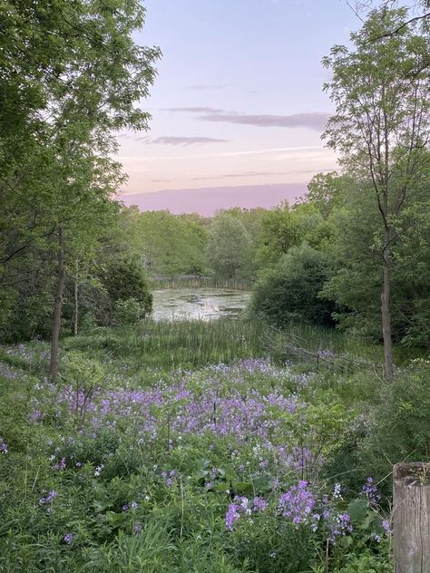 Lavender Aesthetic, Wild Forest, Rainbow Aesthetic, Forest Flowers, Purple Sky, Spring Aesthetic, Get Outdoors, Fantasy Aesthetic, Purple Aesthetic