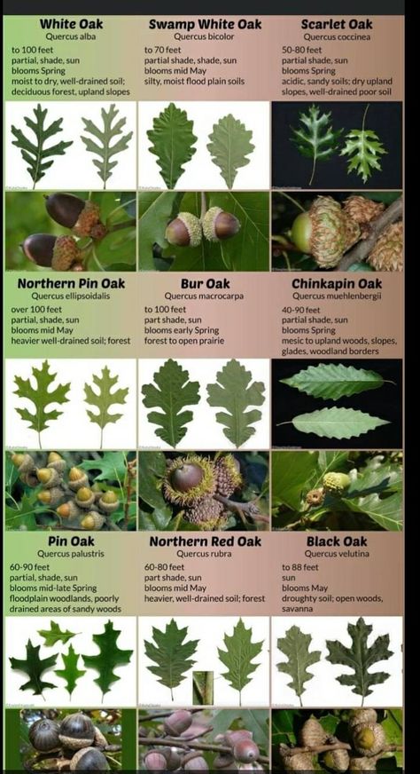 How To Identify Trees By Leaves, Conifer Identification, Tree Leaf Identification Free Printable, Tree Identification Chart, Leaf Identification Chart, Plant Leaf Identification, Tree Species Identification, Identifying Trees, Michigan Trees Identification