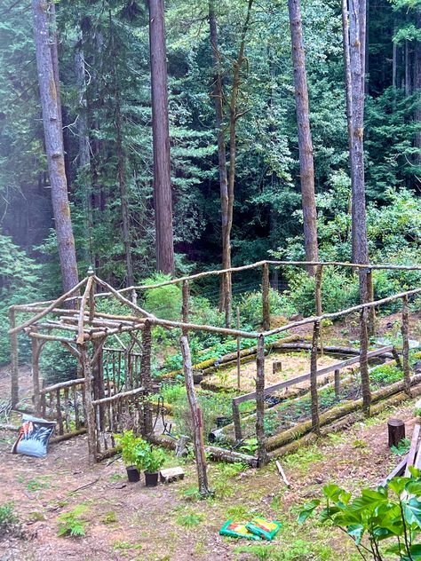 Food Forest Design Backyards, Backyard Forest Ideas, Food Forest Backyard, Backyard Woodland Garden, Viking Garden Ideas, Country Garden Ideas Rustic, Forest Garden Ideas, Woodland Homestead, Forest Homestead