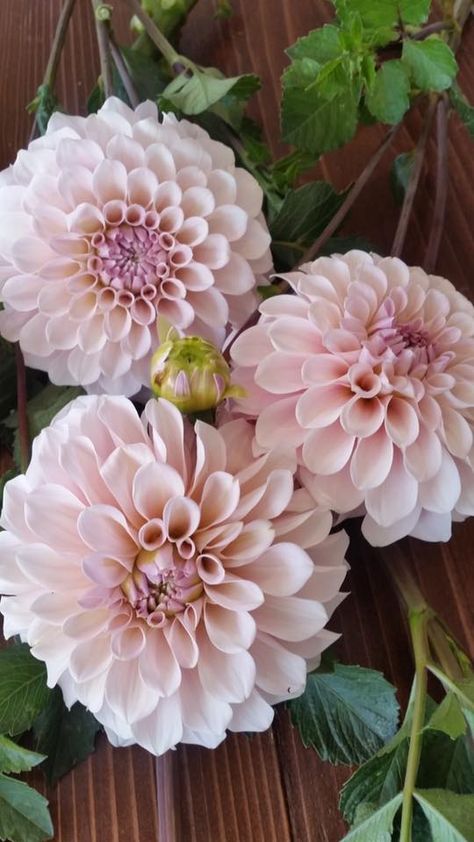 Sweet Nathalie Dahlia, a great alternative to Cafe au Last Dahlia Sweet Nathalie, Sweet Natalie Dahlia, Shiloh Noelle Dahlia, Sweet Nathalie Dahlia, Pastel Dahlias, Blush Dahlia, Cafe Au Lait Dahlias, Dahlia Garden, Dahlias Garden