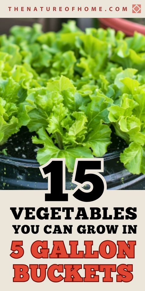 Transform 5 gallon buckets into mini gardens with these 15 foods to grow. Ideal for above ground gardens and small spaces, these vegetables will thrive in your DIY planters. Save this pin for later and click to discover how to grow in buckets! Cheap Container Gardening, Above Ground Gardening, Gardening In Buckets, Five Gallon Bucket Garden Stand, Bucket Gardening 5 Gallon, Vegetables In Buckets, Bucket Planting, Gardening Containers, Above Ground Garden