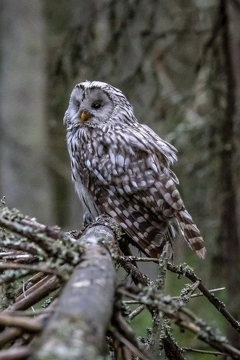 Strix uralensis, Ural Owl. Associated with the vast taiga forest in Eurosiberia, although it ranges to other forest types, including mixed forests and temperate deciduous forest. A dietary generalist like many members of the Strix genus, but it is usually locally reliant on small mammals, especially small rodents such as voles. Active at night, when often hunts at forest edge and around clearings in forests. Pairs duet; males give deep, resonating hoots and females give higher, hoarser notes. Temperate Forest Animals, Taiga Forest, Temperate Deciduous Forest, Ural Owl, Deciduous Forest, Small Mammals, Nocturnal Birds, Burrowing Owl, River Forest