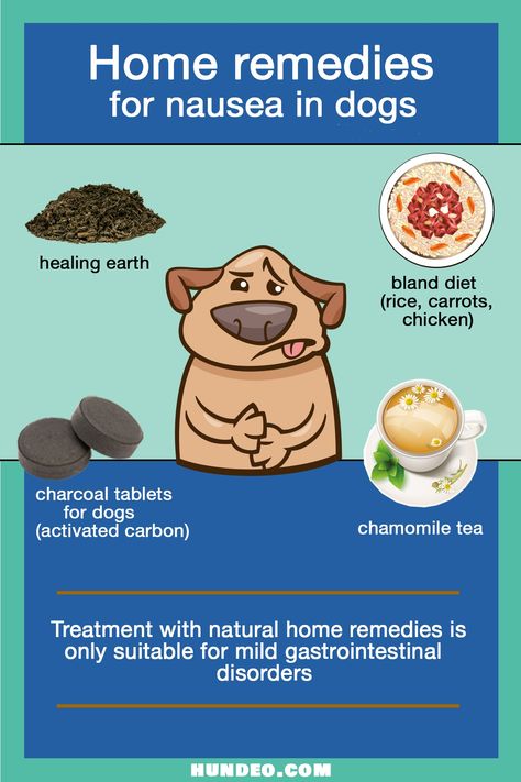 Dog Nausea Remedies, Dog Vomit Remedies, What To Feed Dogs, Dog Vomit, Home Remedies For Nausea, Dog Throwing Up, Bland Diet, Remedies For Nausea, Nausea Relief