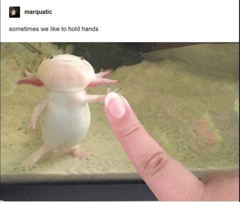 Axolotl Cute, Funny Animal Images, Tattoo Nature, Animals Tattoo, Hi Five, Wallpaper Aesthetics, Fish Ocean, Animal Guides, Cute Reptiles