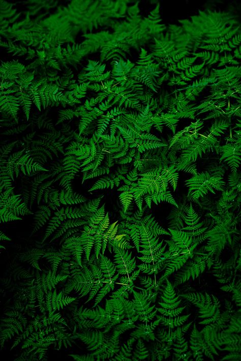 green leafed plant #nature #plants #ferns #macro #green #leaves #4K #wallpaper #hdwallpaper #desktop Plants Logo, Plants Video, Kill Roaches, Nose Bleed, Green Leaf Wallpaper, Medicine Tips, Amoled Wallpapers, Green Pictures, Background Hd Wallpaper