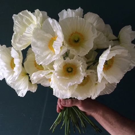 White Poppy Flower, Poppy Photography, Icelandic Poppies, Painting Realistic, Poppy Bouquet, Poppy Pods, Purple And White Flowers, White Poppy, Photography Flowers