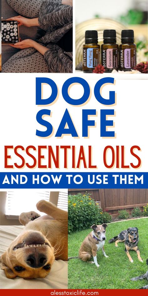 what essential oils are bad for dogs? Toxic Oils For Dogs, Dog Fragrance Spray Diy, Essential Oils And Dogs Toxic, Doterra Flea And Tick Spray For Dogs, Essential Oils That Are Safe For Dogs, Homemade Dog Spray, Diy Dog Deterrent Spray, Essential Oils To Kill Fleas On Dogs, What Essential Oils Are Bad For Dogs