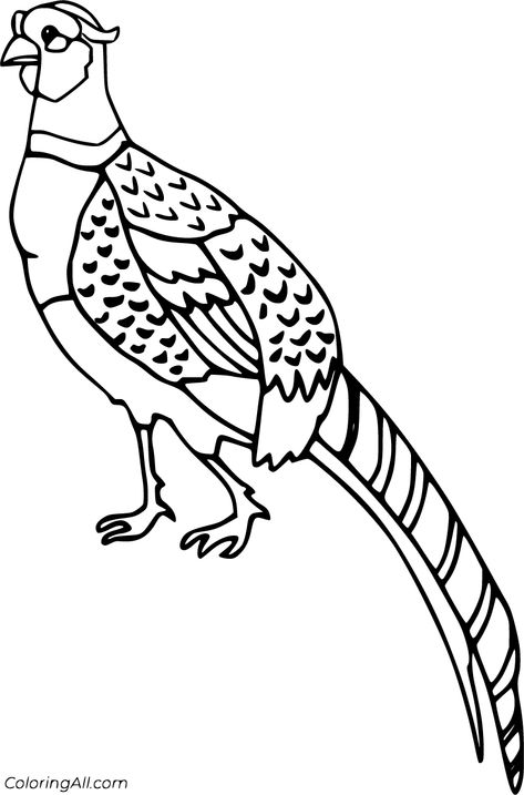 5 free printable Pheasant coloring pages in vector format, easy to print from any device and automatically fit any paper size. Tattoo Ideas Cartoon, Pheasant Tattoo, Birds Types, Black And White Line Art, Adult Colouring Printables, Bird Stand, Bird Coloring Pages, Paper Mache Art, Bird Quilt