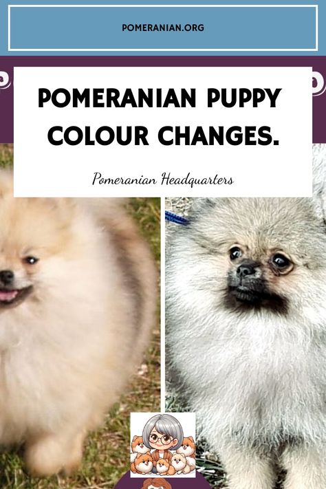 Details of Pomeranian color changes from puppy to adulthood. Pictures showing Pomeranian color from birth to adult Pomeranian. Wolf Sable Pomeranian, Blue Pomeranian, Chocolate Pomeranian, Black Pomeranian Puppies, Pomeranian Colors, Miniature Pomeranian, White Pomeranian Puppies, Baby Pomeranian, Pomeranian Breed