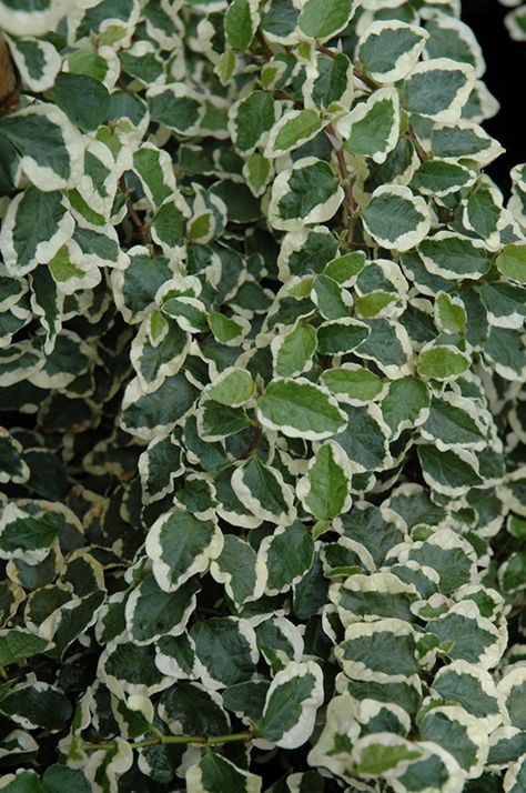 Creeping Fig, Ficus Pumila, Landscape Nursery, Townhouse Garden, Parker Colorado, Lafayette Louisiana, Landscape Structure, New Garden, Climbing Vines