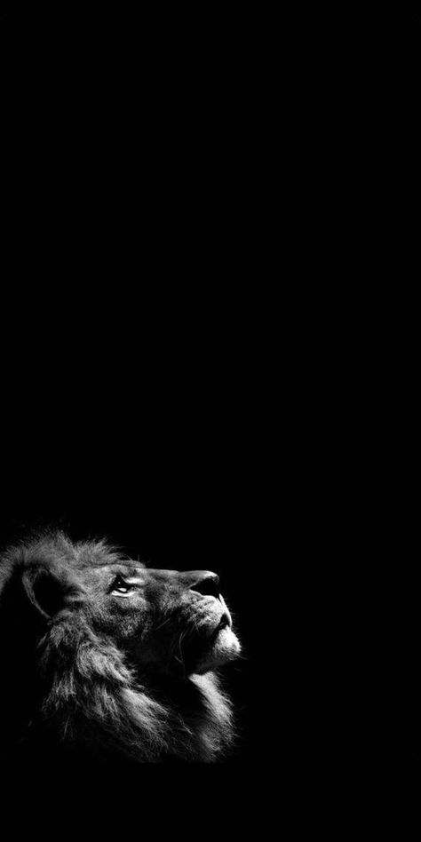 Wallpaper Ideas Iphone, Drawings Wallpaper, Lion Wallpaper Iphone, Brandy Liquor, Wallpaper Gelap, Lion Live Wallpaper, Whats Wallpaper, The Best Wallpapers, Eagle Wallpaper