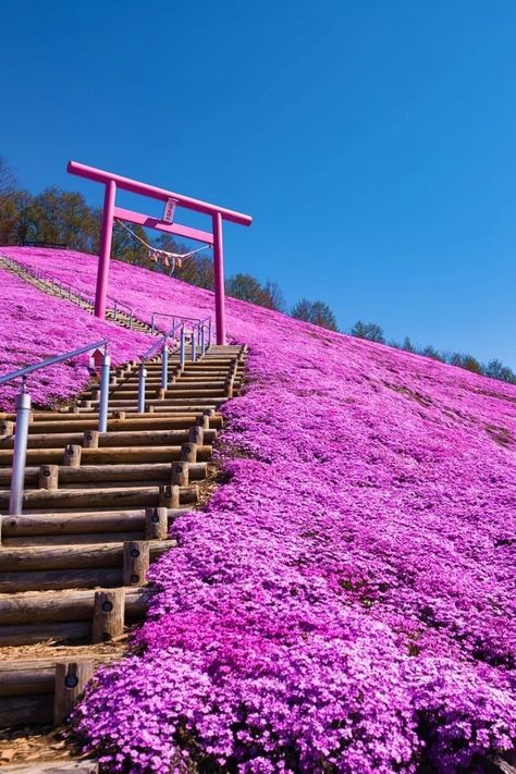 Moss Phlox, Park Walk, Spring In Japan, Japan Destinations, Torii Gate, Japan Garden, Hokkaido Japan, Japan Travel Guide, Garden Park