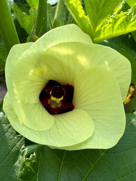 Beautiful morning shot of this #okra #flowers Harvesting Okra, How To Plant Okra From Seeds, Okra Flower, Okra Water, Okra Plant, Plant Images, Okra, Beautiful Morning, Hibiscus