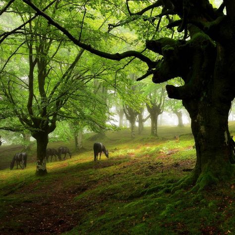 Spanish Mountains, Spanish Countryside, Sherwood Forest, Deep Autumn, Basque Country, The Heart Of Man, Mountain Range, Find Beauty, In The Mountains