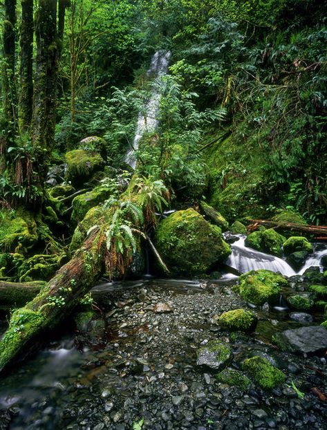 Quinault Rainforest, Nature Terrarium, Fairy Photos, Lake Quinault, Inner Landscape, Fresh Water Fish Tank, Waterfall Trail, Location Inspiration, Moss Garden