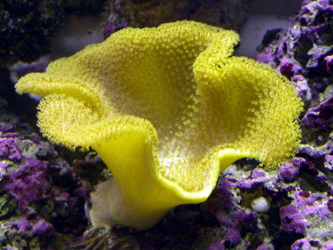 Saltwater Aquarium Fish, Saltwater Fish Tanks, Cnidaria, Aquarium Terrarium, Life Under The Sea, Salt Water Fish, Saltwater Tank, Marine Aquarium, The Reef