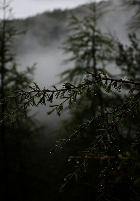 Woodland Cabin Aesthetic, Dark Woodland Aesthetic, Beach Forest, Woodland Cabin, Mountains Flowers, Dark Naturalism, Forest Life, Forest Magic, Dark Forest Aesthetic