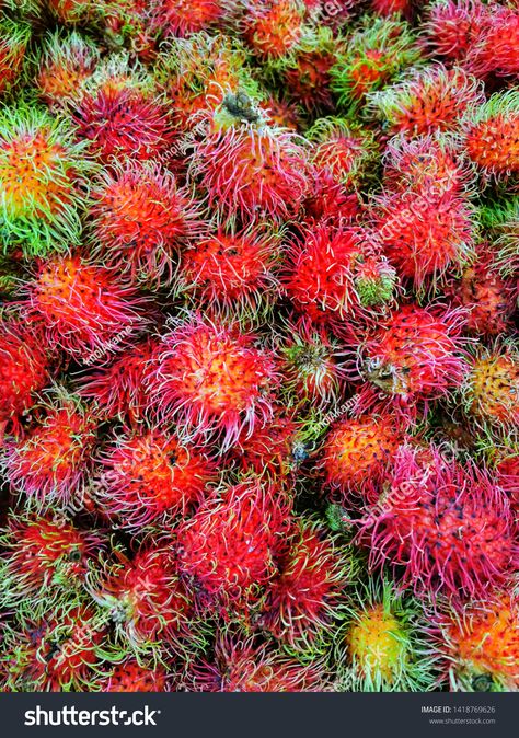 Fresh​ rambutan from​ the​ garden, Fruit​ in​ thai​land. Pulasan Fruit, Thai Land, Garden Fruit, Strawberry Fruit, Fruit Trees, Royalty Free Photos, New Pictures, Red Peppercorn, The Garden