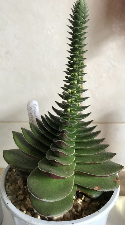 Rare Cacti, Odd Plants, Kaktus Dan Sukulen, نباتات منزلية, Weird Plants, Plant Fungus, Succulent Garden Diy, Diy Home Decor Crafts, Succulent Gardening