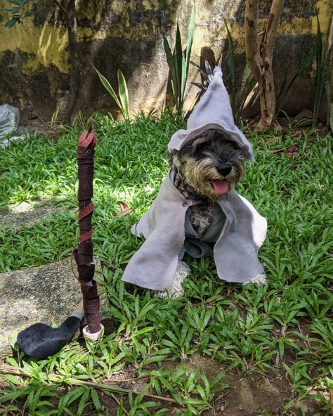 LOTR lord of the rings, gandalf the grey costume for dog #doghalloween #dogcostume Lord Of The Rings Dog Costume, Dog Lord Of The Rings Costume, Lotr Birthday, Lord Of The Rings Gandalf, Lotr Costume, Gandalf The Grey, Grey Dog, Dog Halloween Costumes, Dog Costumes