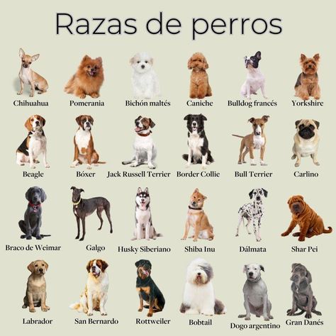 Razas de perros: nombres, fotos y características Pet Grooming Salon, Jack Russell Terrier, Orange Cat, Whippet, Shiba Inu, Jack Russell, Rottweiler, Bull Terrier, Border Collie