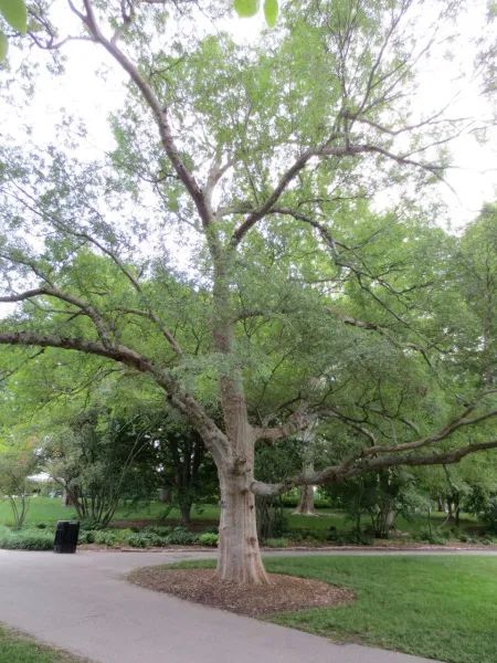 Chinese Elm Tree, About Trees, Elm Tree, Missouri Botanical Garden, For The Record, Backyard Ideas, Botanical Gardens, Call Me, Tell Me