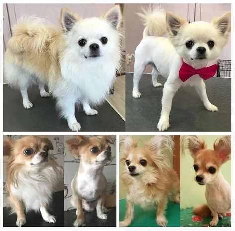 Can I Shave My Chihuahua? Grooming Myths Debunked | by Helen C. Gutierez | Sep, 2024 | Medium Long Coat Chihuahua, Razor Bump, Short Haired Chihuahua, Unique Coats, Long Hair Chihuahua, Dog Pee Pads, Shaving Tips, Grooming Style, Long Haired Chihuahua