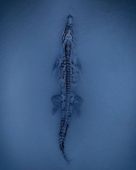 Chris Henry on Instagram: "Crocodiles, on the hunt in the Tárcoles River, Costa Rica 🐊 Follow me for more! .⁣ .⁣ .⁣ .⁣ .⁣ #travelphotography #wildlifeonearth #thisiscostarica #earthcapture #costaricagram #wildlifephoto #crocodilehunter #travelcostarica #saltwatercrocodiles #naturelover #crocodile🐊 #wildlifeconservation #costarica #wildlifephotographer #wildlifeshots #crocodiles #wildlifephotos #wildlife #wildlifelovers #wildlifeofinstagram #wildlifepics #crocodile #natgeowild #alligator #wildlifeplanet #bbcwildlife #saltwatercrocodile #costarica🇨🇷 #wildlifephotography #visitcostarica" Alligator Hunting, Crocodile Tattoo, American Crocodile, Crocodile Hunter, Wild Animal Wallpaper, Shark Pictures, Post Apocalyptic Art, Saltwater Crocodile, Visit Costa Rica