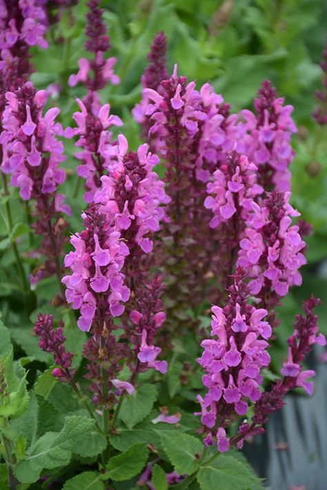 Meadow Sage, Full Sun Flowers, Sage Plant, Hot Pink Flowers, Full Sun Plants, Sun Plants, Herbaceous Perennials, Low Maintenance Plants, Bedding Plants