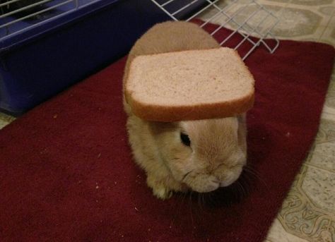 Bread on a rabbit from a twitter dedicated to putting stuff on this little guy. Bread, furbee, Pocahontas, ect Tiny Baby Animals, Bunny Pancakes, Cute Bunny Pictures, Bunny Pictures, Pet Bunny, Lovely Creatures, Silly Animals, Animal Sketches, Sweet Animals