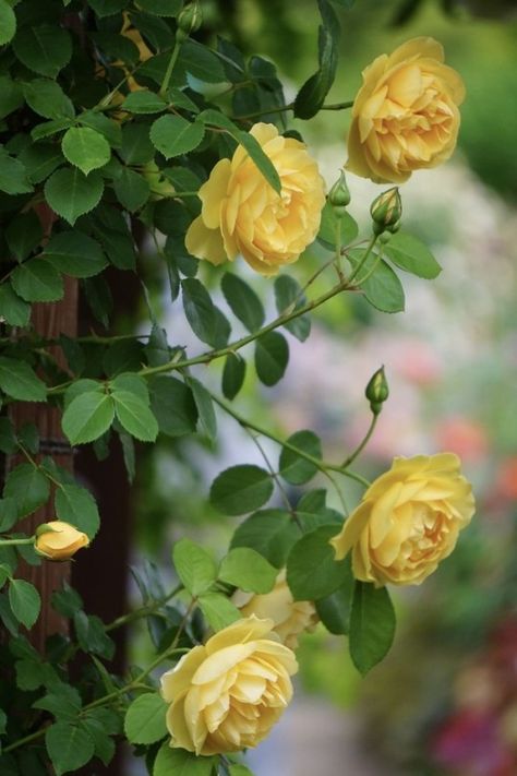 Beautiful Flowers Wallpapers, Climbing Roses, Beautiful Rose Flowers, Morning Flowers, Colorful Garden, Exotic Flowers, Flowers Nature, Flower Pictures, Yellow Roses