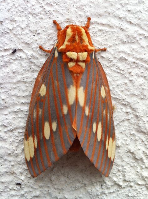 regal moth Regal Moth, Baby Moth, Colorful Moths, Cool Insects, Moth Art, Cool Bugs, Small Insects, Historical Jewellery, Arthropods