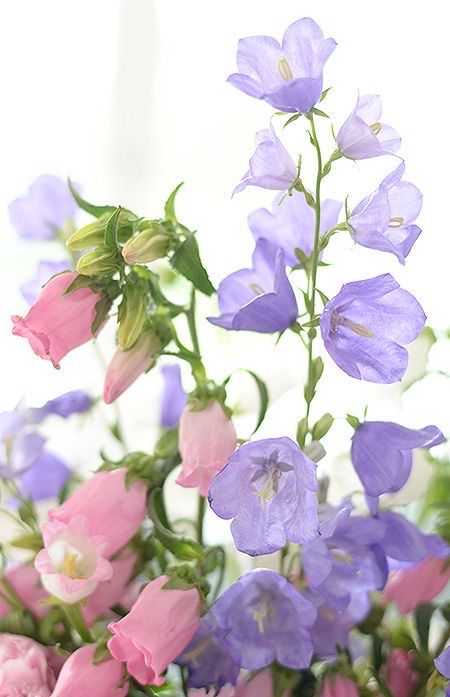 Lavender Cottage, Blue Bell Flowers, Flowers Instagram, Pea Flower, Cascade Bouquet, Nothing But Flowers, Sweet Peas, Floral Image, Violet Flower