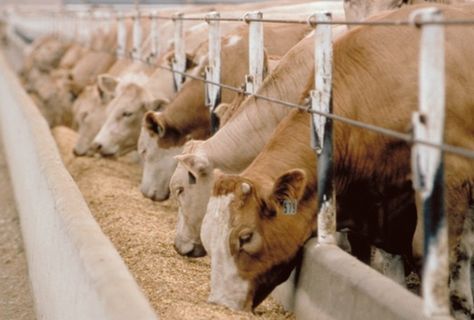 Cattle Feed, Livestock Farming, Dairy Cattle, Factory Farming, Beef Cattle, Cattle Farming, Natural Antibiotics, Dairy Cows, Milling