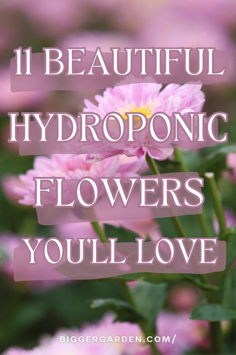 Discover 11 of the best flowers to grow in hydroponics for a colorful garden. This resource includes homemade hydroponics and effective hydroponics setup. Explore vertical hydroponics and how to establish a hydroponic herb garden with DIY techniques for indoor hydroponic gardening. Engage in hydro gardening with these thriving hydro plants. Best Hydroponic Plants Indoor Gardening, Hydroponic Plants Indoor, Hydroponic Flowers, Homemade Hydroponics, Hydroponic Gardening Diy, Vertical Hydroponics, Indoor Hydroponic Gardening, Hydroponics Gardening, Indoor Hydroponics