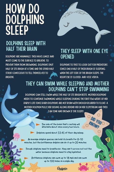 Did you know that dolphins sleep with only half of their brain? They are mammals with lungs and must come to the surface to breathe. So how do they do it? Check out Outforia's latest article to learn about how do dolphins sleep. Marine Biology Dolphin, Dolphin Sleep Type, All About Dolphins, Facts About Dolphins, Brain Sleep, Ayeyarwady Dolphin, Dolphin Facts, Beachy Room Decor, Types Of Sharks