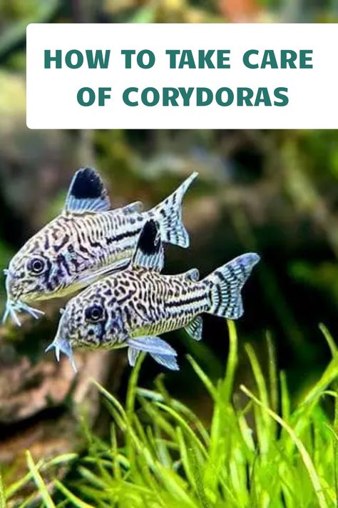 There is a wide variety of cory catfish, which means there is a fish for everyone's taste. If you're looking for a peaceful fish that you can keep in your home aquarium, then cory catfish is perfect for you. Find out in this blog 9 rare types of cory catfish. #corycatfish #freshwaterfish #aquariumfish Brine Shrimp Aquarium, Survival Knowledge, Fish Project, Aquarium Catfish, Ocean Life Photography, Aquarium Inspiration, Cory Catfish, Fancy Fish, Freshwater Aquarium Plants