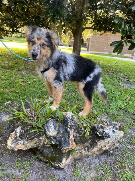 German Shepard Husky Mixed, German Shepard Husky Mix, Shepard Puppy, Strong Dogs, Aussie Mix, Puppy Mix, German Shepherd Mix, Aussie Puppies, Husky Mix