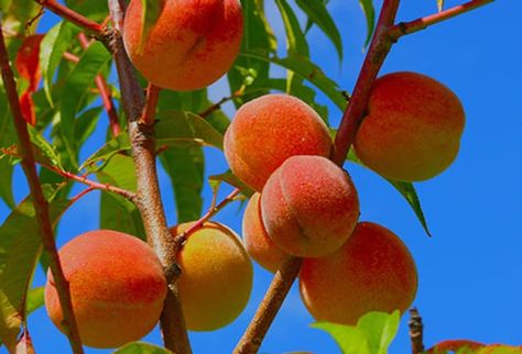 15 Surprising Foods That Cause Gas Fast Growing Fruit Trees, Orchard Garden, Growing Fruit Trees, Plant Zones, Peach Tree, Peach Fruit, Fast Growing Trees, Bountiful Harvest, Peach Trees