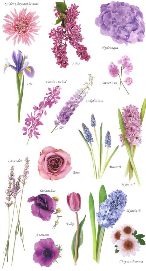 Flowers And Their Names, Flower Chart, Gubahan Bunga, نباتات منزلية, Corak Bunga, Purple Shades, Flower Guide, Purple Wedding Flowers, Blue Wedding Flowers