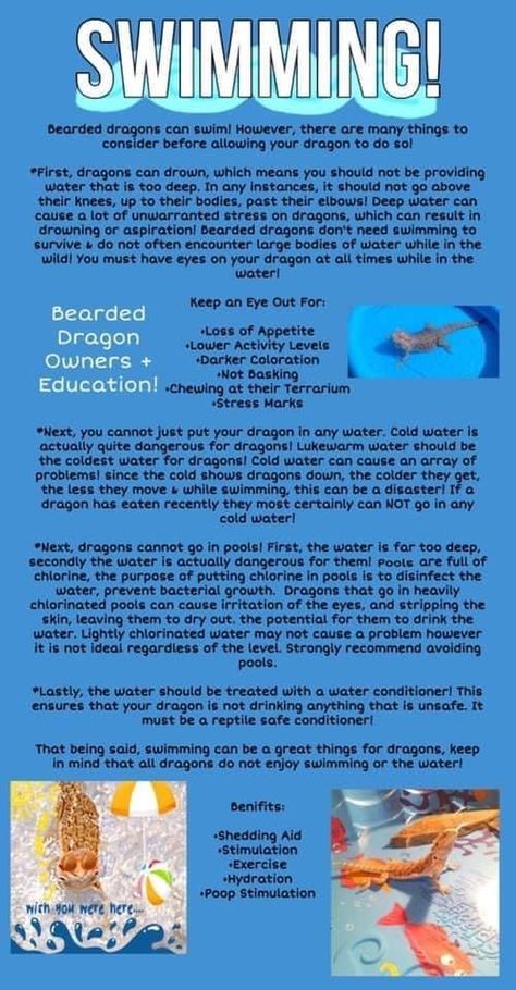 Bearded Dragon Eating Schedule, Bearded Dragon Information, Bearded Dragon Tips, Diy Bearded Dragon Decor, Bearded Dragon Care Sheet, Bearded Dragon Food List, Fancy Bearded Dragon, Bearded Dragon Tank Setup, Bearded Dragon Setup