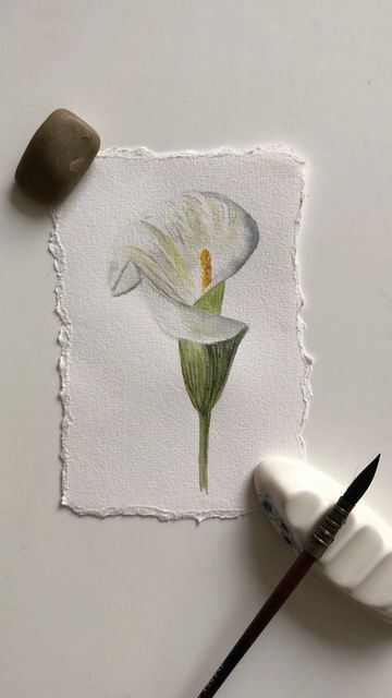 Calla Lilies Aesthetic, Calla Lily Aesthetic, Calla Lily Flower, New Flowers, Lily Painting, Watercolor Sketchbook, Peace Lily, Daily Painting, Invitation Ideas