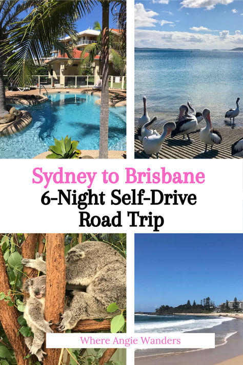 Collage of four iconic Australian images - wildlife / beaches and pools. Bucket List Holidays, Port Stephens, Animal Experiences, Port Macquarie, Trip Itinerary, Travel Time, Road Trip Itinerary, Self Driving, Byron Bay