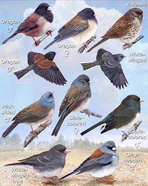 Dark-Eyed Junco Subspecies. Illustration: Mitch Waite Group Dark Eyed Junco, Grassland Habitat, When The Weather Is Nice, White Wing, Forest Habitat, North America Map, Common Birds, Dark Wings, Winter Bird